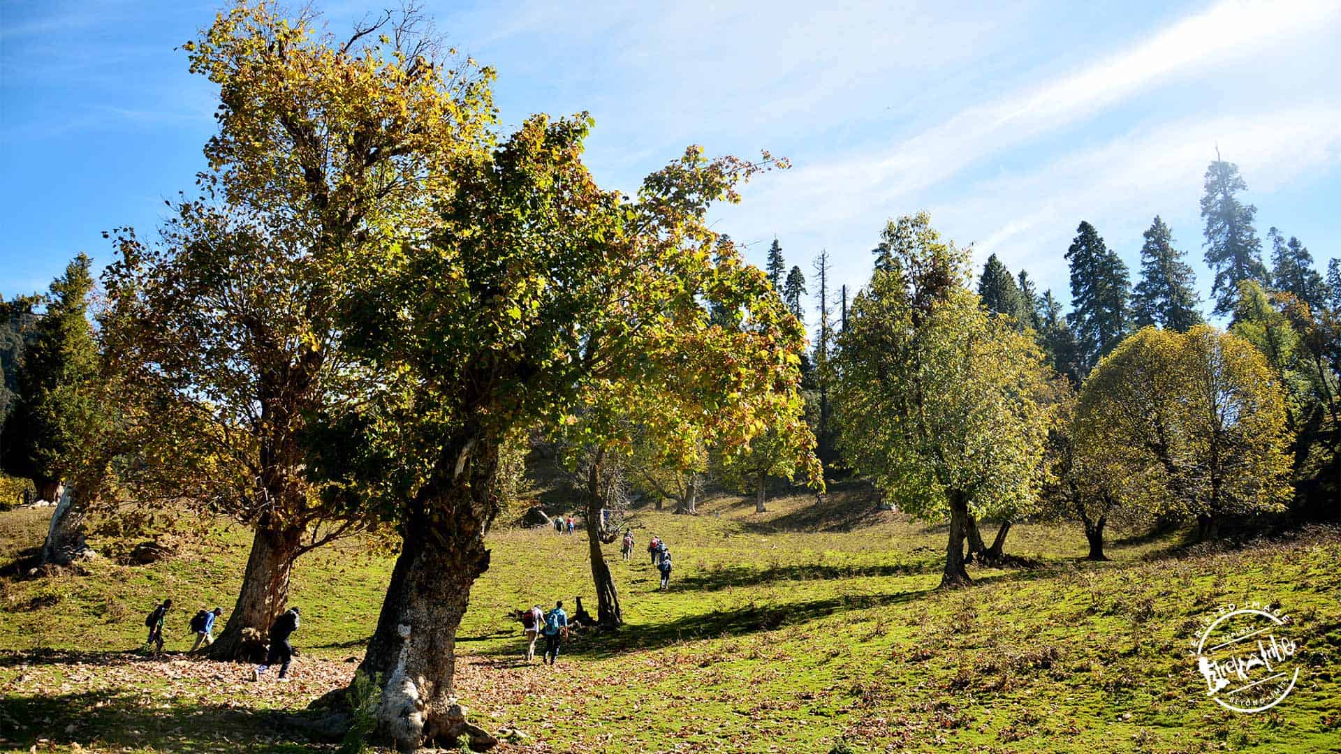 Chandrakhani pass Trekking Trail (maple tree)