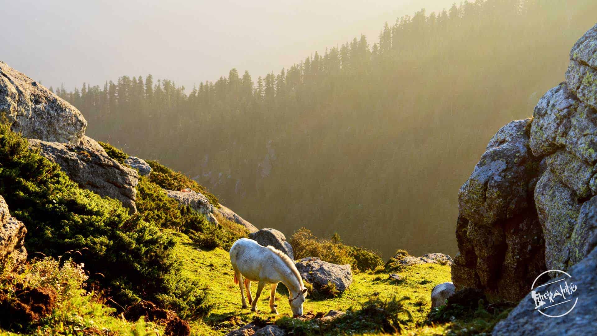 Horse grazing, en-route churdhar trek