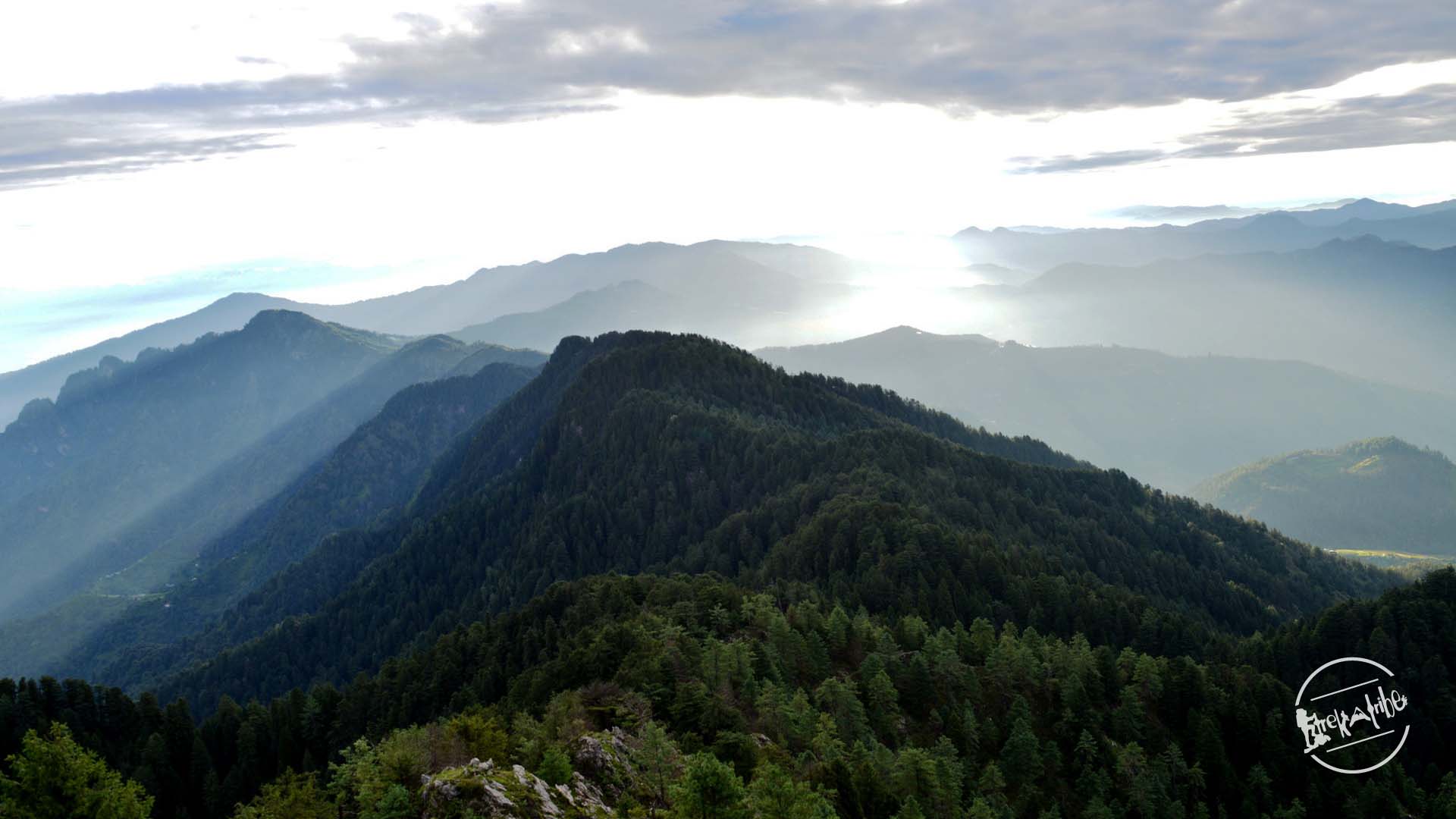 View of dense deodar forest from Shali tibba