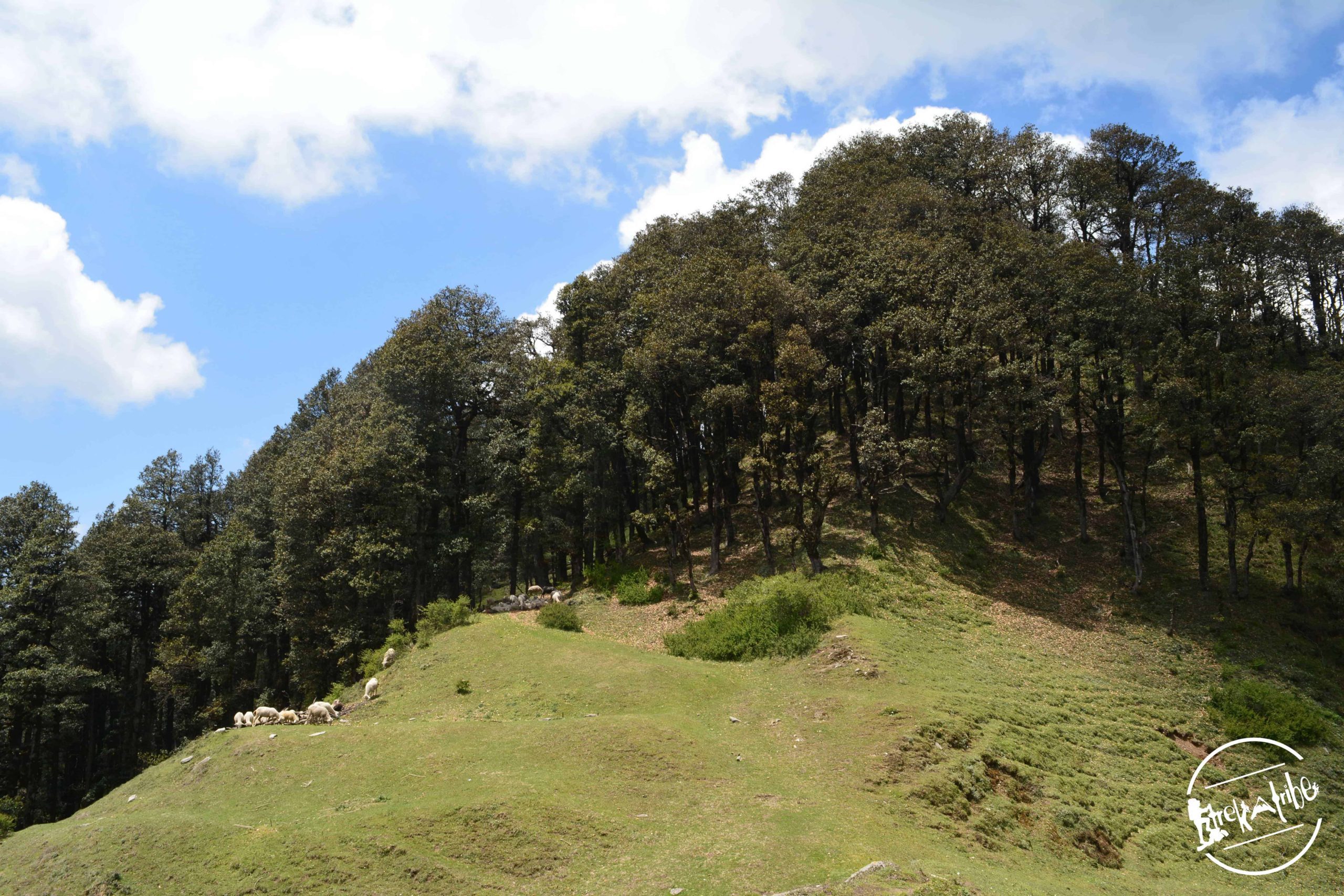 jalori pass