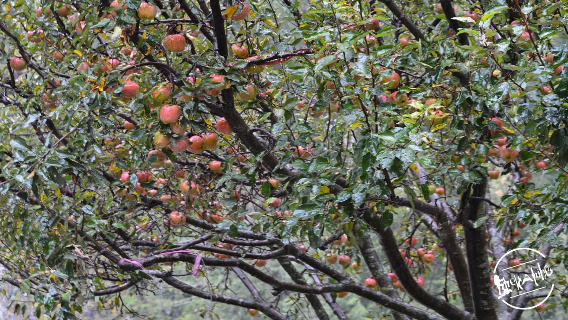 Apple Country Road Trip (Shimla Rural)