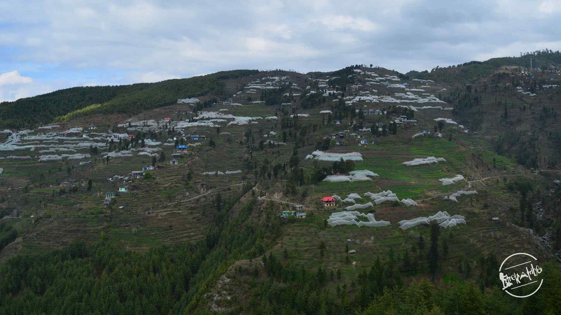 apple orchards covered with net in thachi valley mandi, himachal (1)