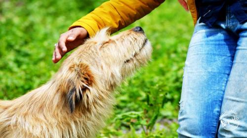 Bhrigu Lake Trek - Humans best friend