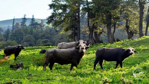 Trek To Bhrigu Lake  -  Buffaloes in Himalayan Grasslands