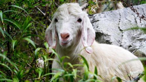 himalayan goat - grahan