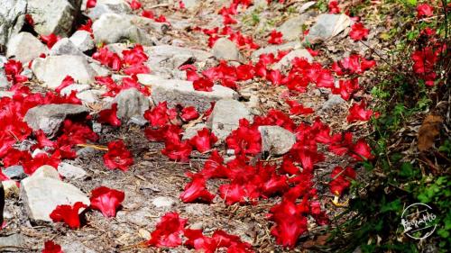 grahan trek - rhododendron flowers